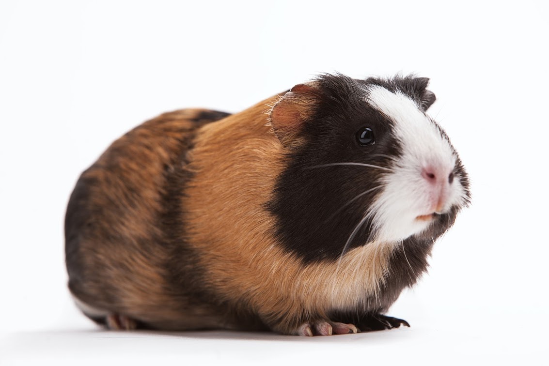 Beginner's Guide to Guinea Pig Care 