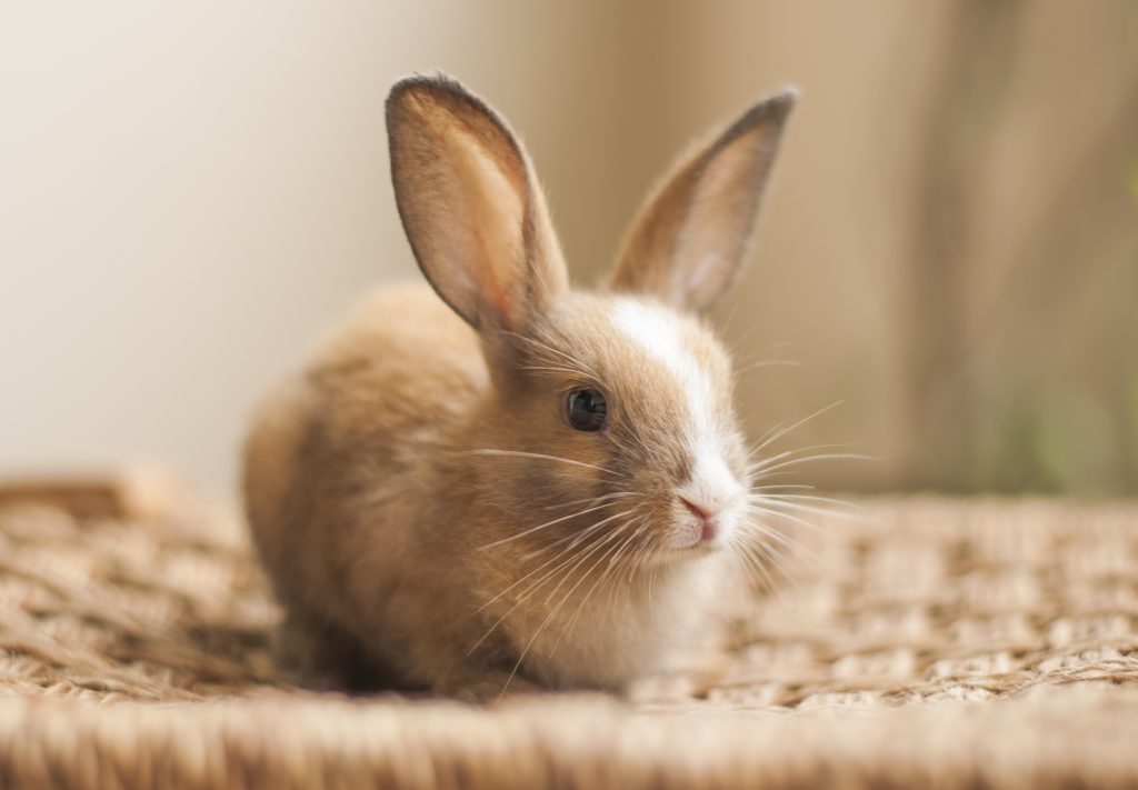 Beginner's Guide to Pet Rabbit Care 
