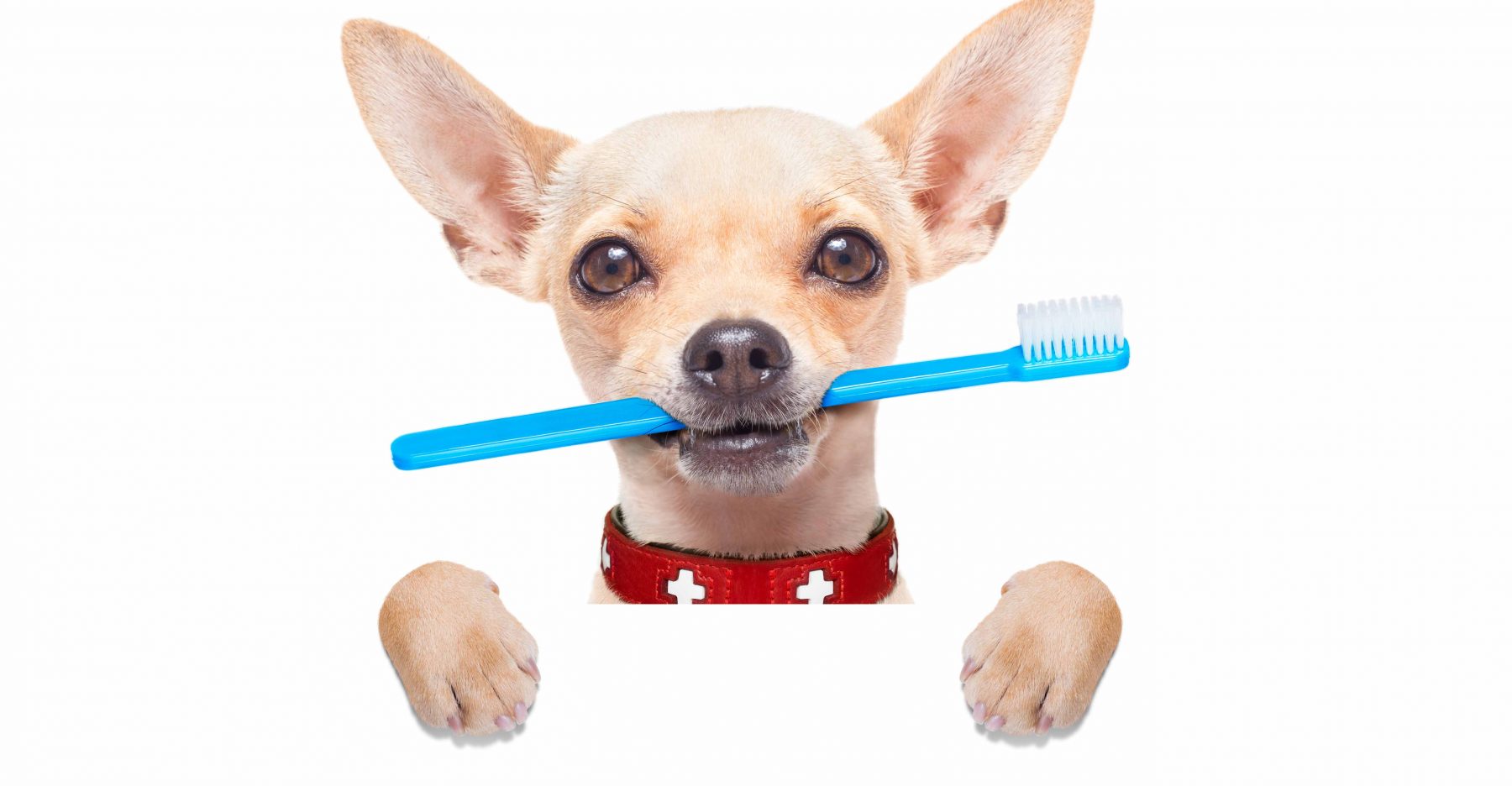 dog tooth care