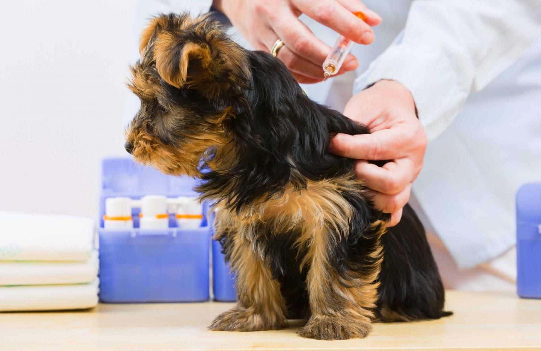 best vaccine for puppies