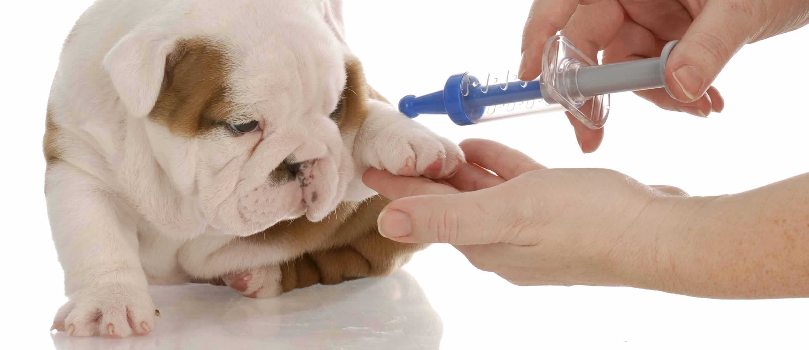 Puppy Vaccinations - VetCare Pet Hospital