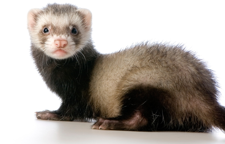 vets that take ferrets
