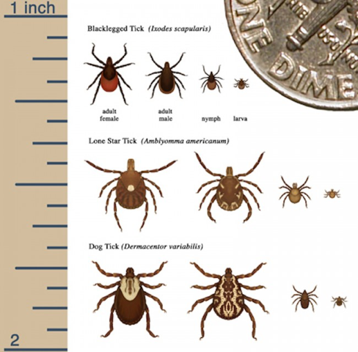 should i worry about ticks on my dog