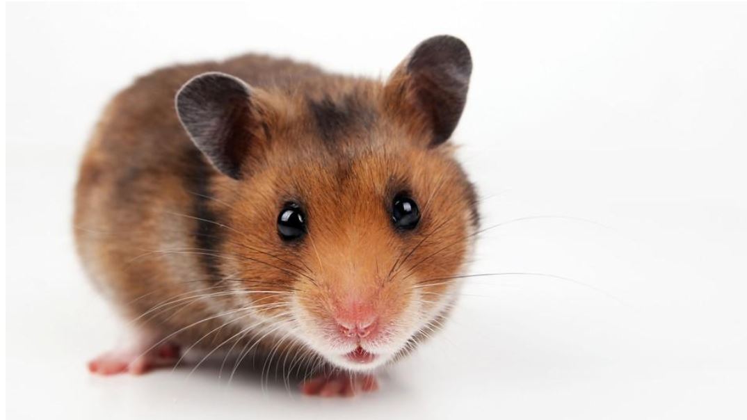Hamster Care: The Ultimate Guide to Caring for Hamsters